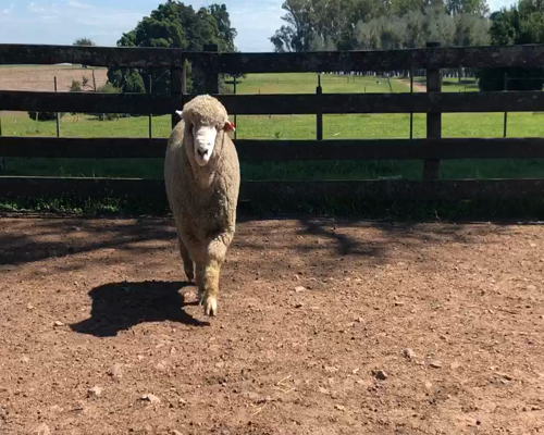 Lote 1 Borregos en Cerro Largo, Cerro Largo