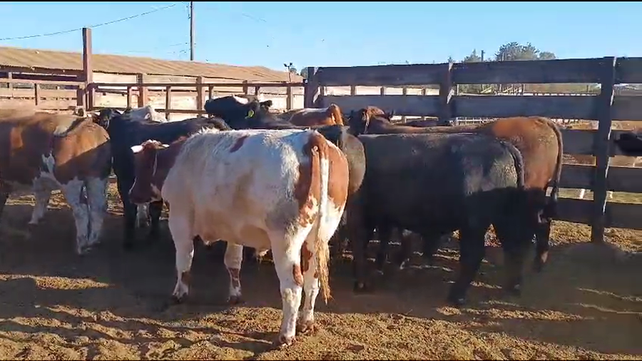 Lote 20 Novillo Gordo en Los Ángeles, VIII Región Biobío