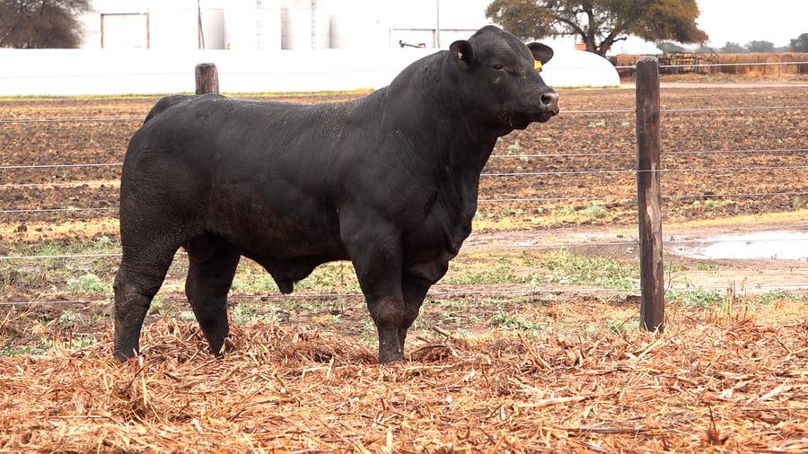 Lote TOROS BRANGUS de El Porvenir