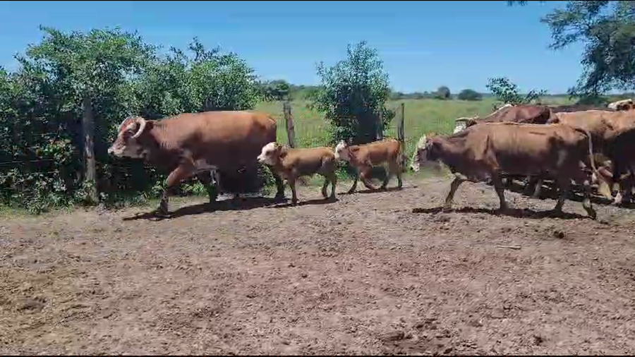 Lote 36 Vacas CUT con cría en Saladas, Corrientes