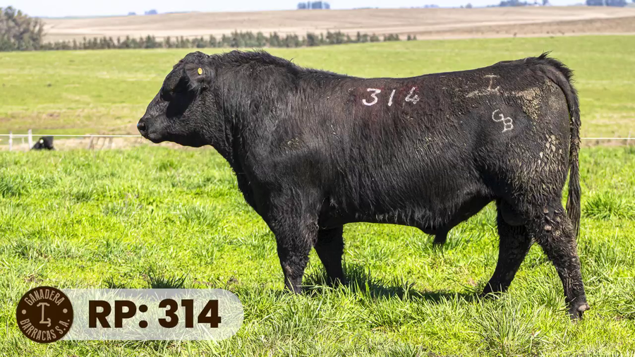 Lote RP 314