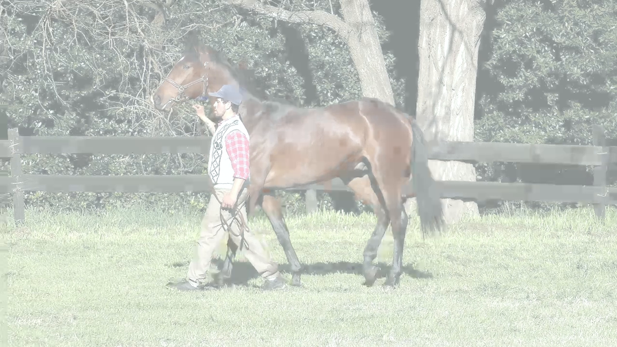 Lote INTERESTING TIME (ANNALS OF TIME -  INTERESERA KAL)