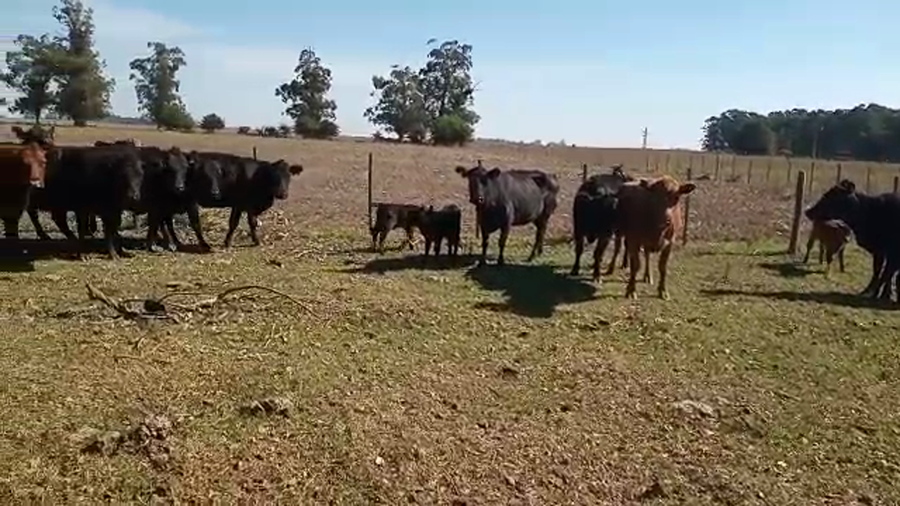 Lote 24 Vacas medio uso C/ gtia de preñez en Chascomús, Buenos Aires