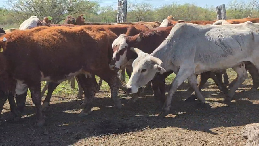 Lote 100 Vacas p/ invernar en Corrientes, Nueve de Julio