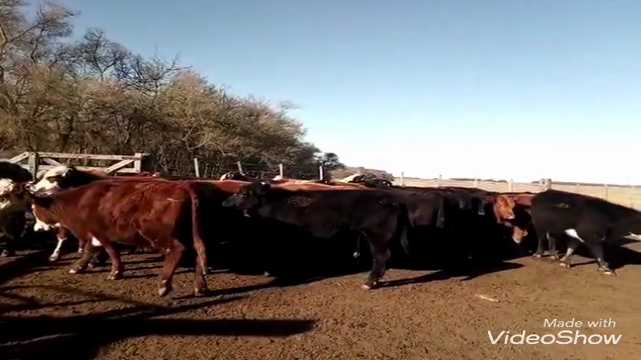 Lote 30 Novillitos en Chascomús, Buenos Aires