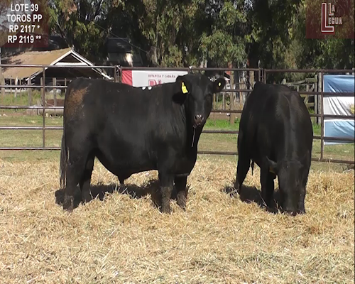 Lote TOROS  A. ANGUS PUROS DE PEDIGREE