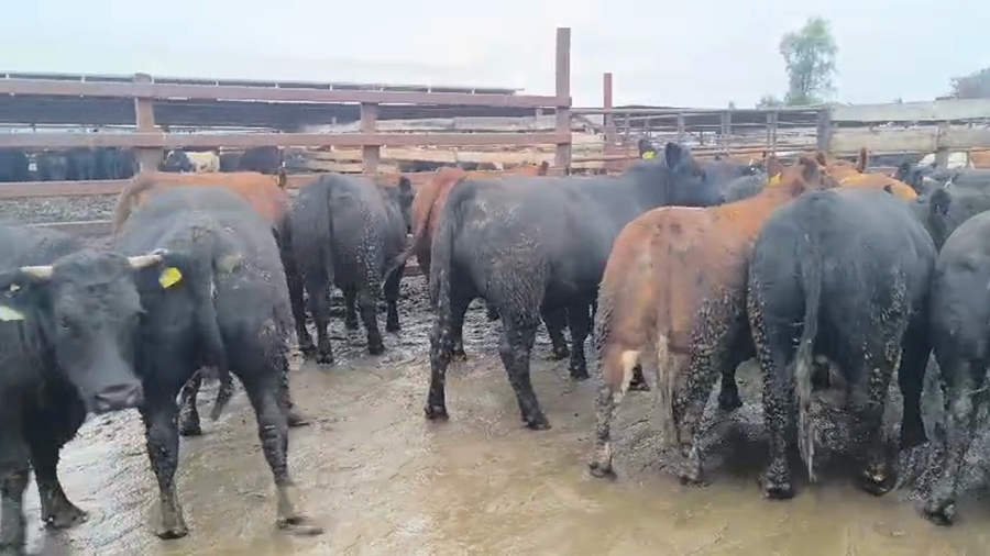 Lote 20 Vaquilla Gorda en Los Ángeles, VIII Región Biobío