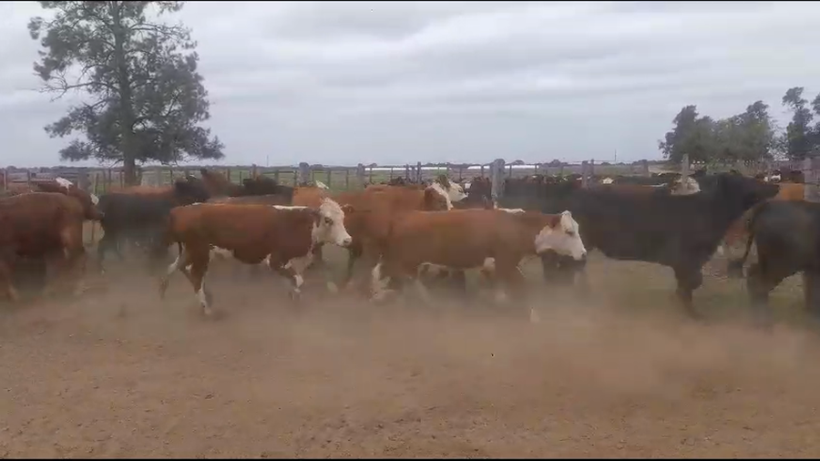 Lote 50 Novillitos Braford en Tostado, Santa Fe