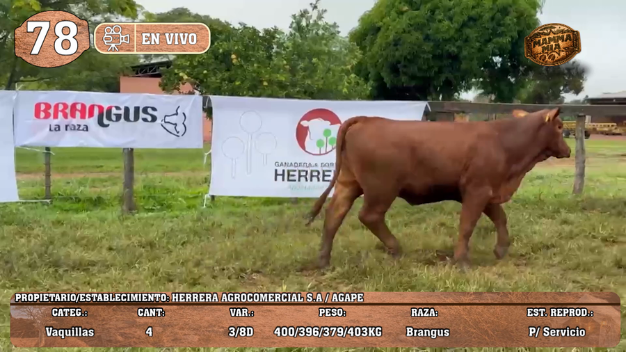 Lote LOTE 78 -EN VIVO