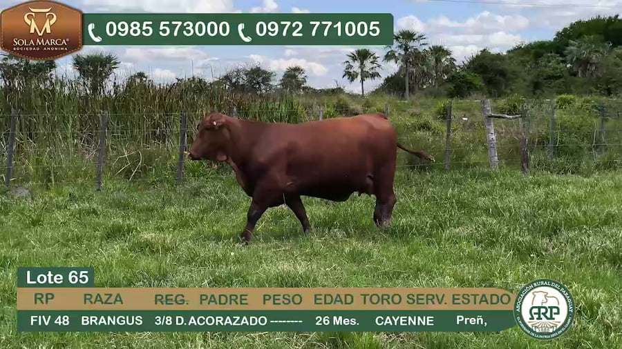 Lote Hembras BRANGUS a remate en 34º Feria especial de reproductores e invernada, Ñeembucú