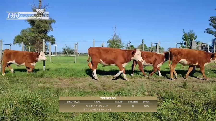 Lote 60 Terneros 51 HE; 3 HOxHE; 3 AAxHE; 3 RAxHE a remate en 6º Expo Nacional Hereford 175kg -  en Maciel