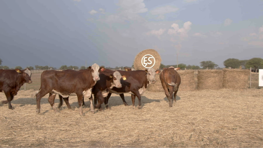 Lote Vaquillas CBO. 1 PREÑADAS