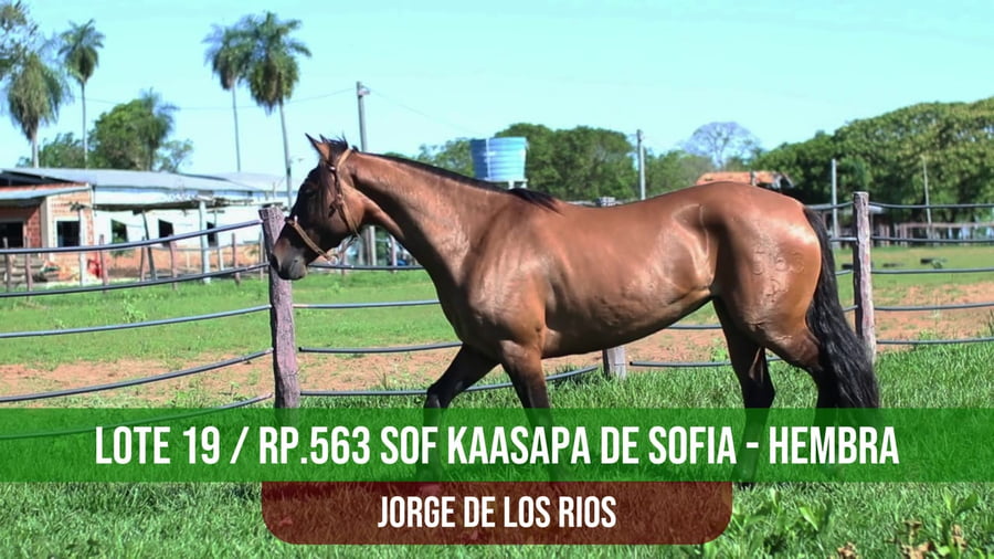 Lote SOF KAASAPA DE SOFIA