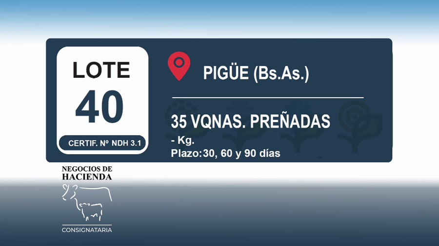 Lote 35 Vaquillonas preñadas en Buenos Aires, Pigüé