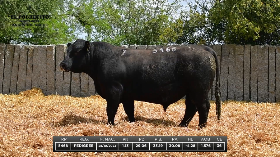 Lote ABERDEEN ANGUS P.I.