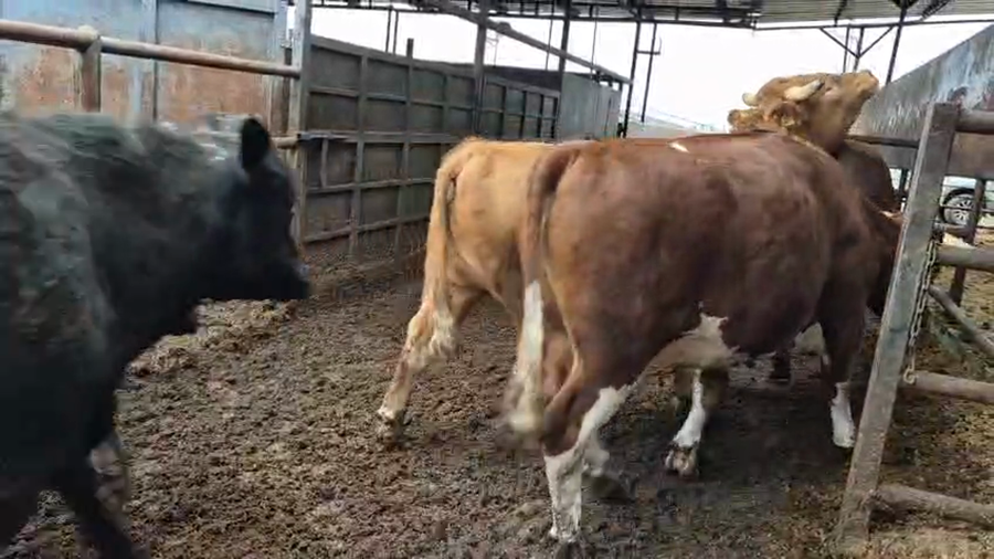 Lote 20 Novillo Gordo en Linares, VII  Región Maule