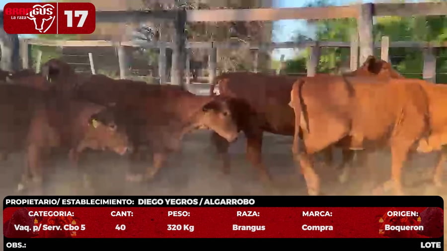 Lote LOTE 17 - POR PANTALLA