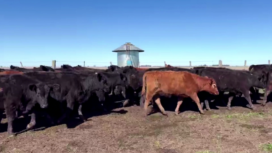 Lote 100 TERNS MACHOS, TANDIL, PCIA. DE BS. AS.