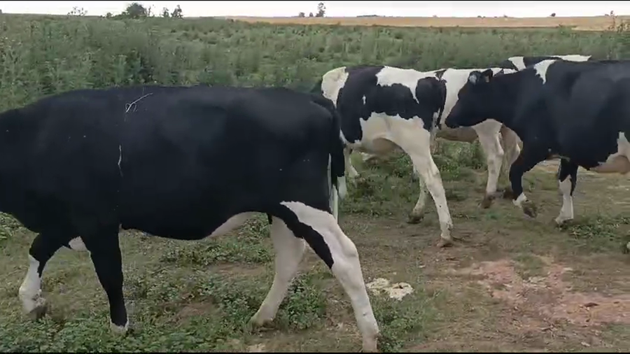 Lote Novillos 1 a 2 años