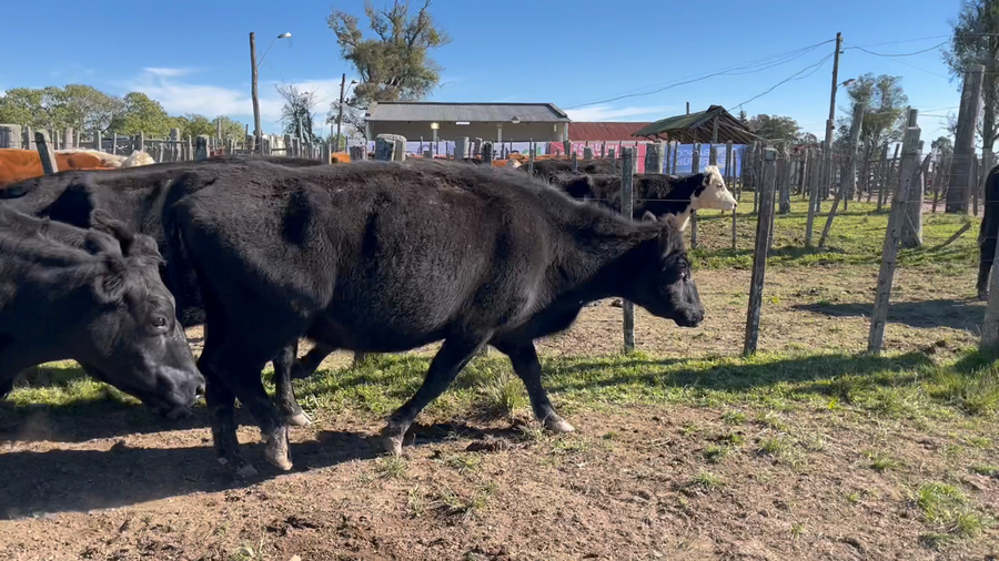 Lote 5 Vacas de Invernada