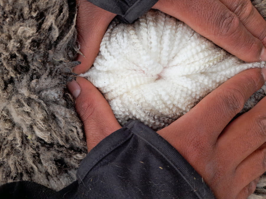 Lote Carnero TOP, 20-1253