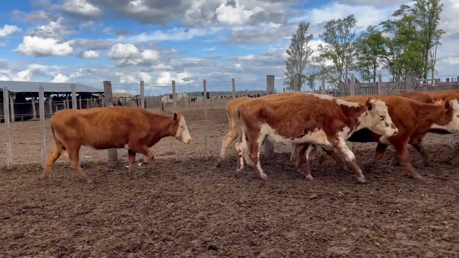 Lote Vacas Preñadas