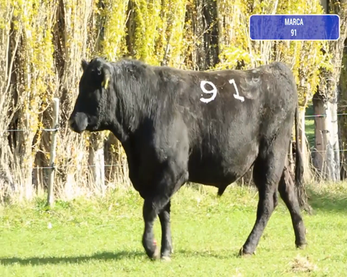 Lote 1 Toro en Río Ibáñez, XI Región Aysén