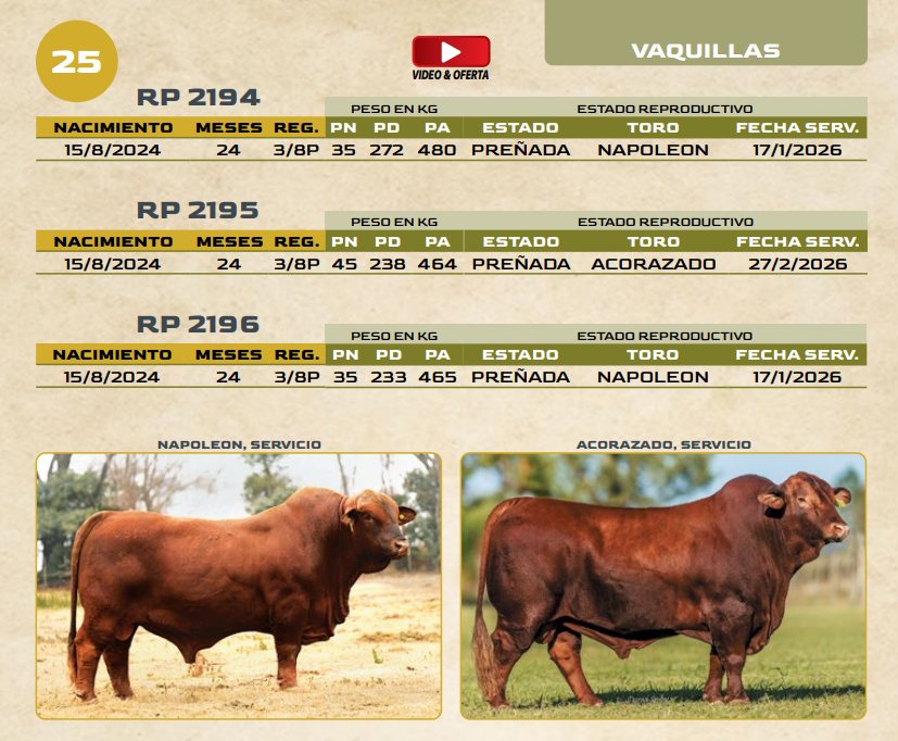 Lote LOTE 25