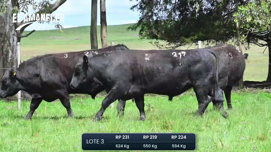 Lote Toros PI