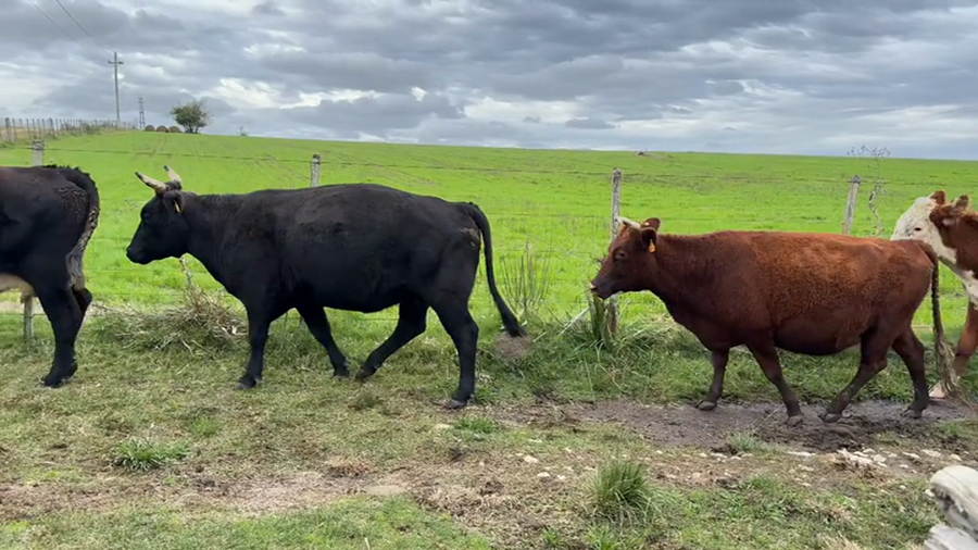 Lote VACA DE INVERNADA