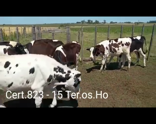 Lote TERNEROS