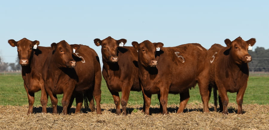 Lote VAQUILLONAS ANGUS PC PARICION PRIMAVERA