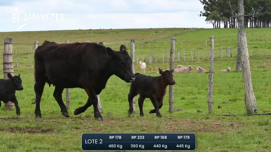 Lote Piezas de cria