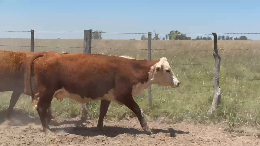 Lote 17 Vaquillonas preñadas