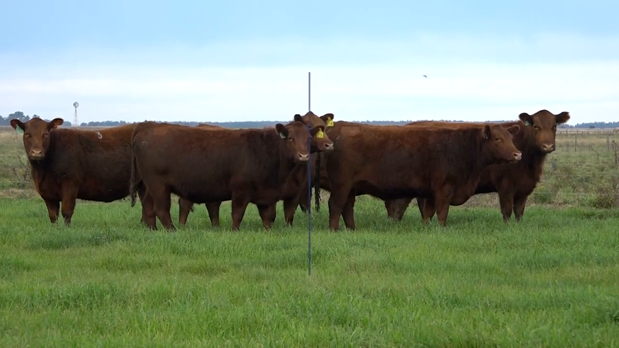 Lote VAQUILLONAS MaS