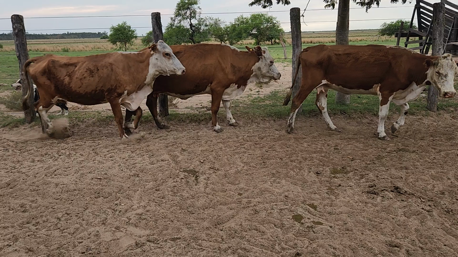 Lote 20 Vacas de invernar en Esquina, Corrientes
