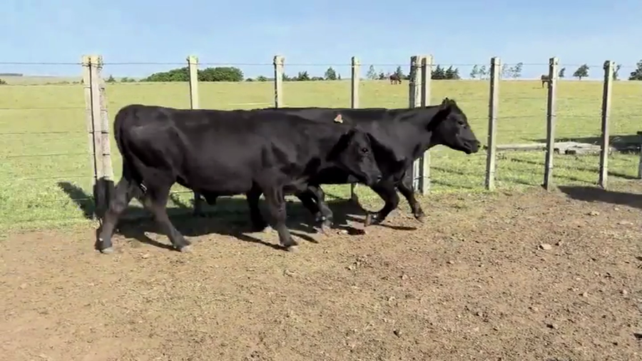 Lote NOVILLOS 2 A 3 AÑOS