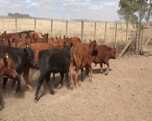 Lote 57 Terneras en Espartillar, Buenos Aires
