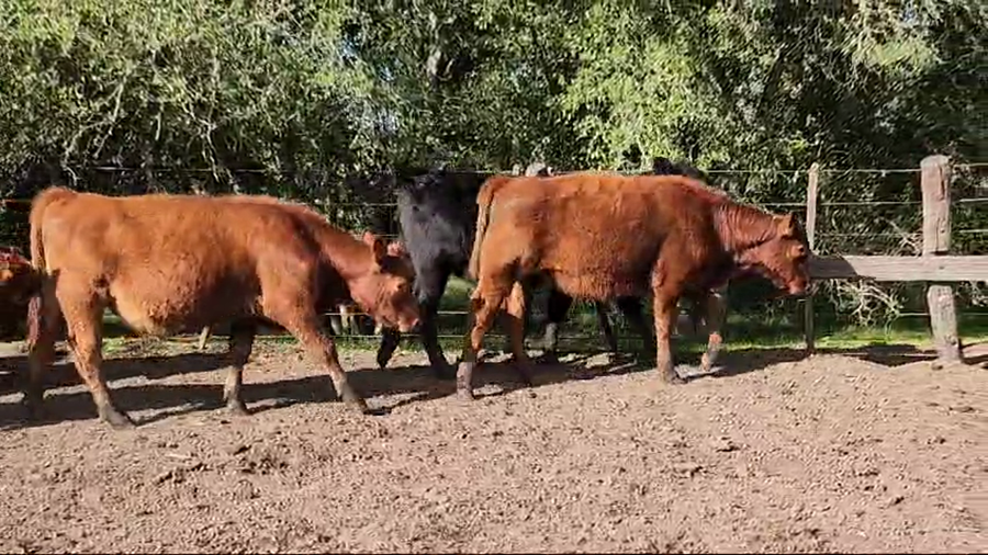 Lote 100 Terneros en Verónica, Buenos Aires