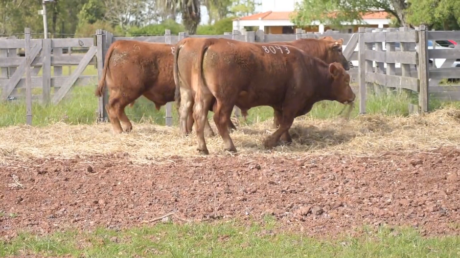 Lote 3 Toros a remate en DON PATRICIO - LIMANGUS, Salto