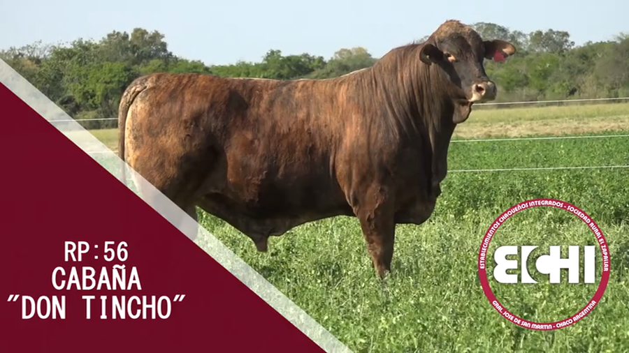 Lote TORO BRANGUS CABAÑA DON TINCHO