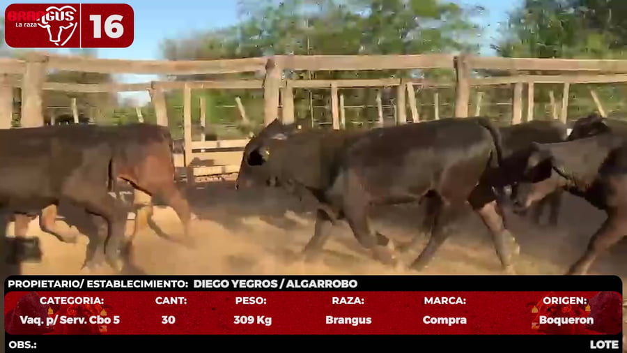 Lote LOTE 16 - POR PANTALLA