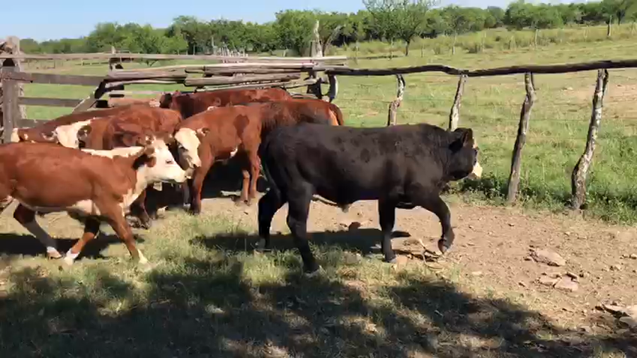 Lote 32 Terneros