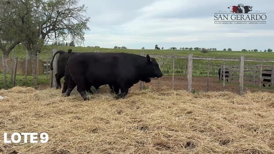 Lote Toros Aberdeen Angus