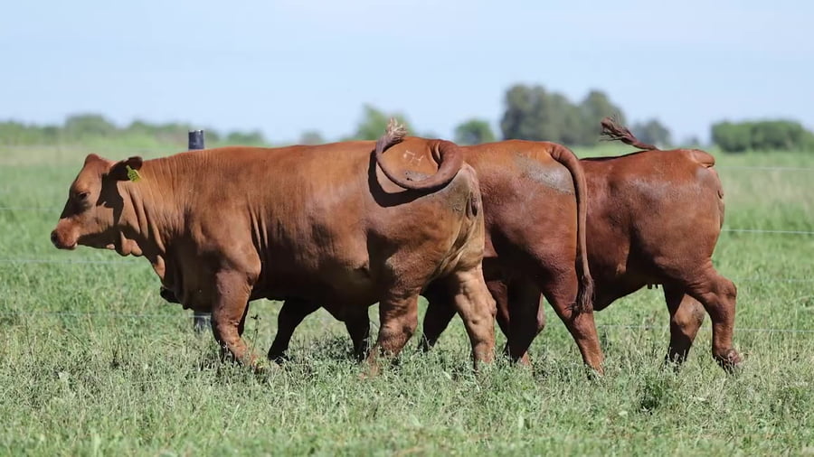 Lote Vaquillonas Brangus Preñadas - Cabaña El Sapucay