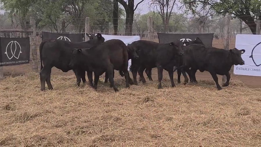 Lote Ternera