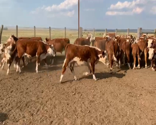 Lote TERNEROS