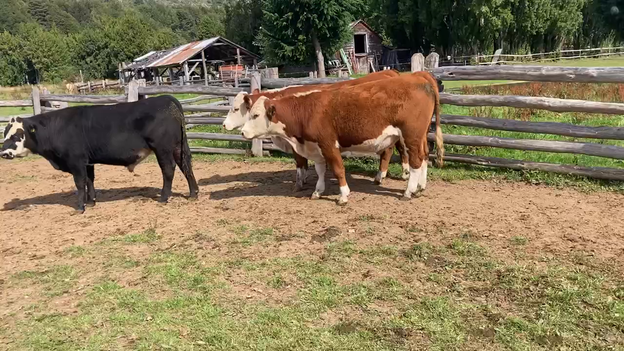 Lote 50 Novillo Engorda en Coyhaique, XI Región Aysén