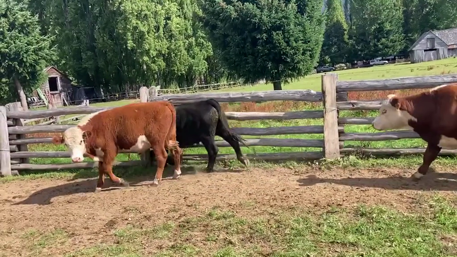 Lote 46 Novillo Engorda en Aysén, XI Región Aysén