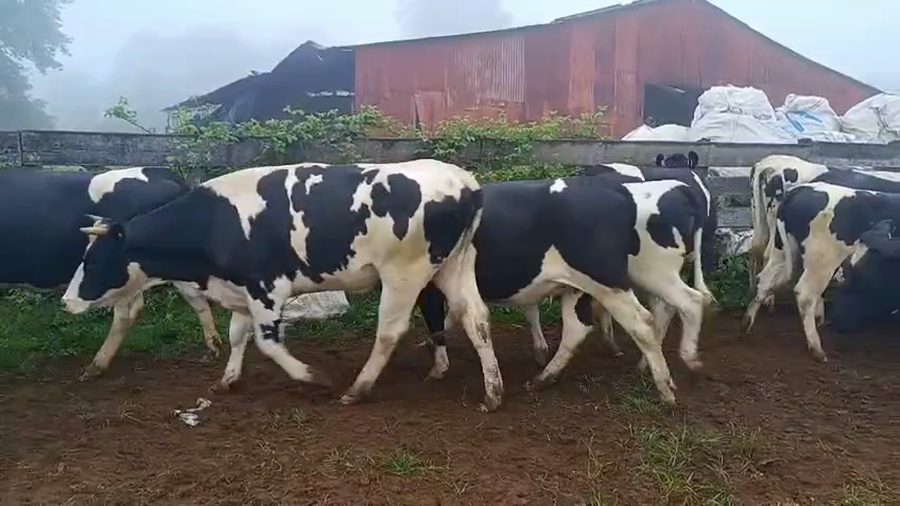 Lote 52 Vaquilla Engorda en Máfil, XIV Región Los Ríos